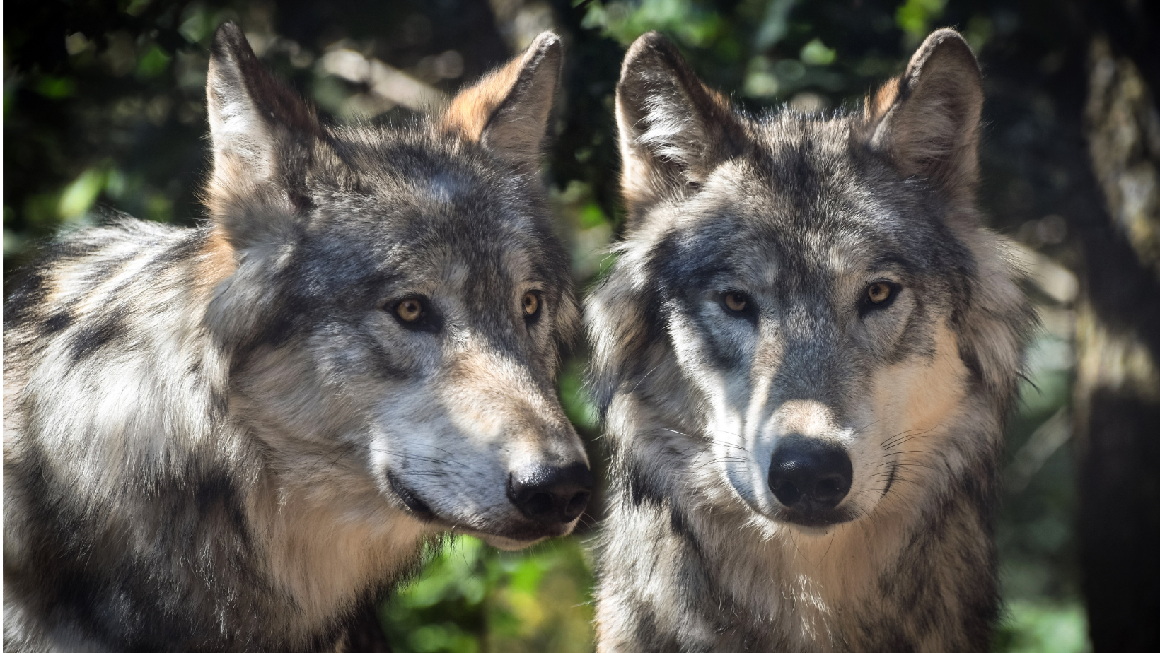 Loup dans les Landes – Les bons réflexes